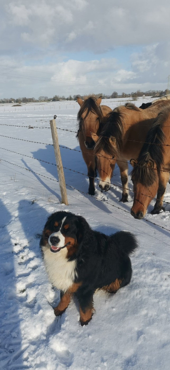 Valko Du Royaume De La Vallée