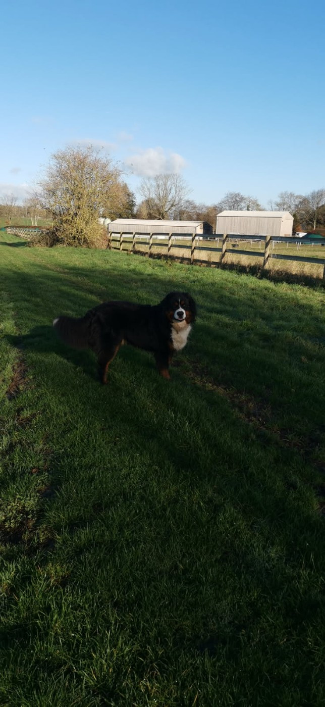 Valko du Royaume de la Vallée