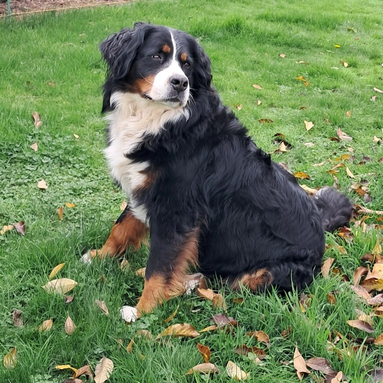Sakura De La Forêt Du Vièvre