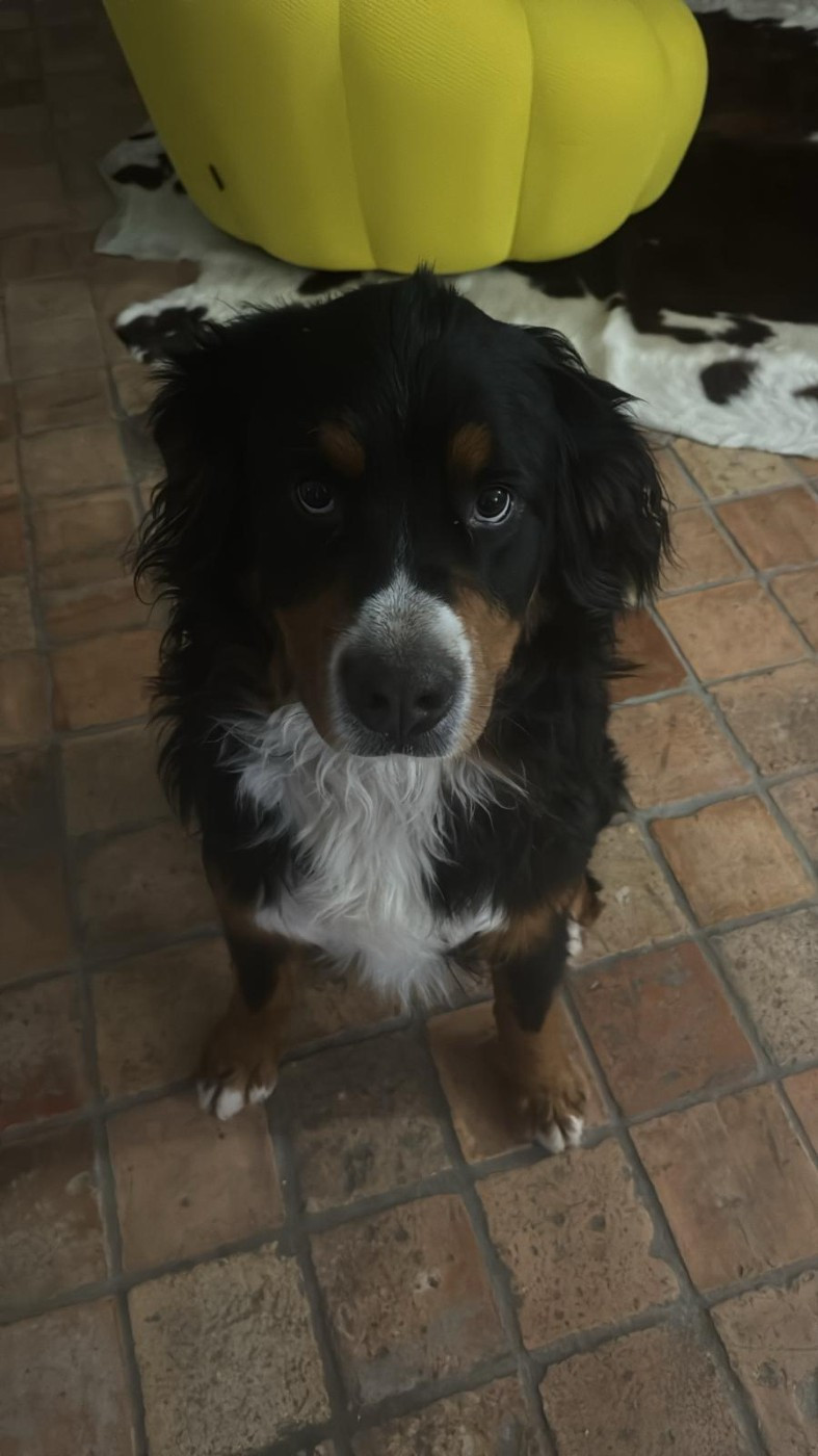 Ultimo du Royaume de la Vallée