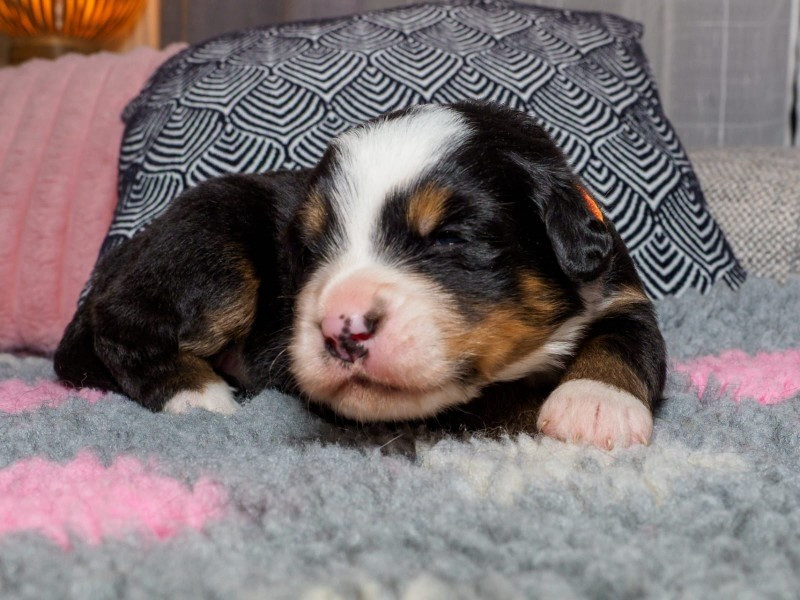 Du Royaume De La Vallée - Chiots disponibles - Bouvier Bernois