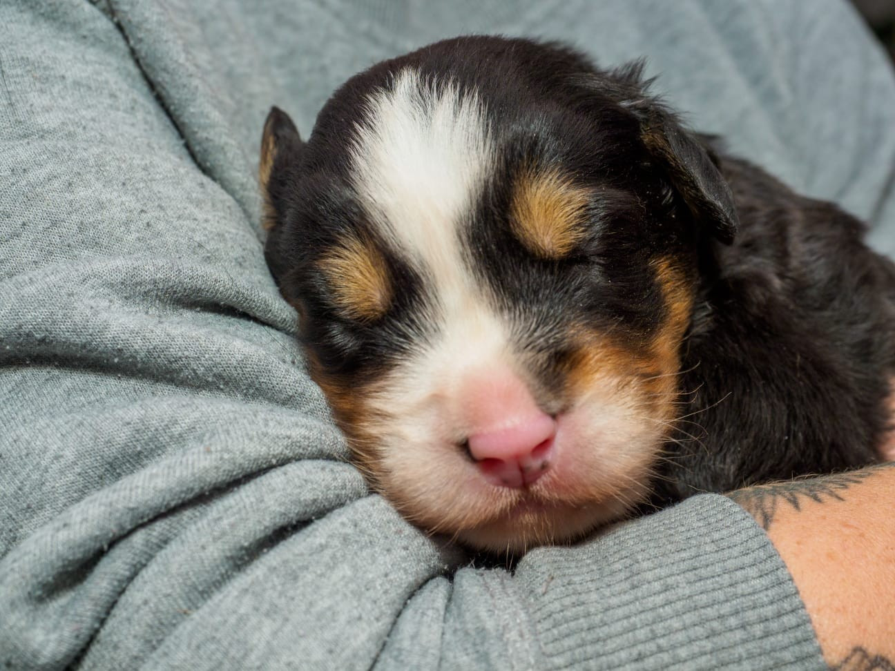 Du Royaume De La Vallée - Chiots disponibles - Bouvier Bernois