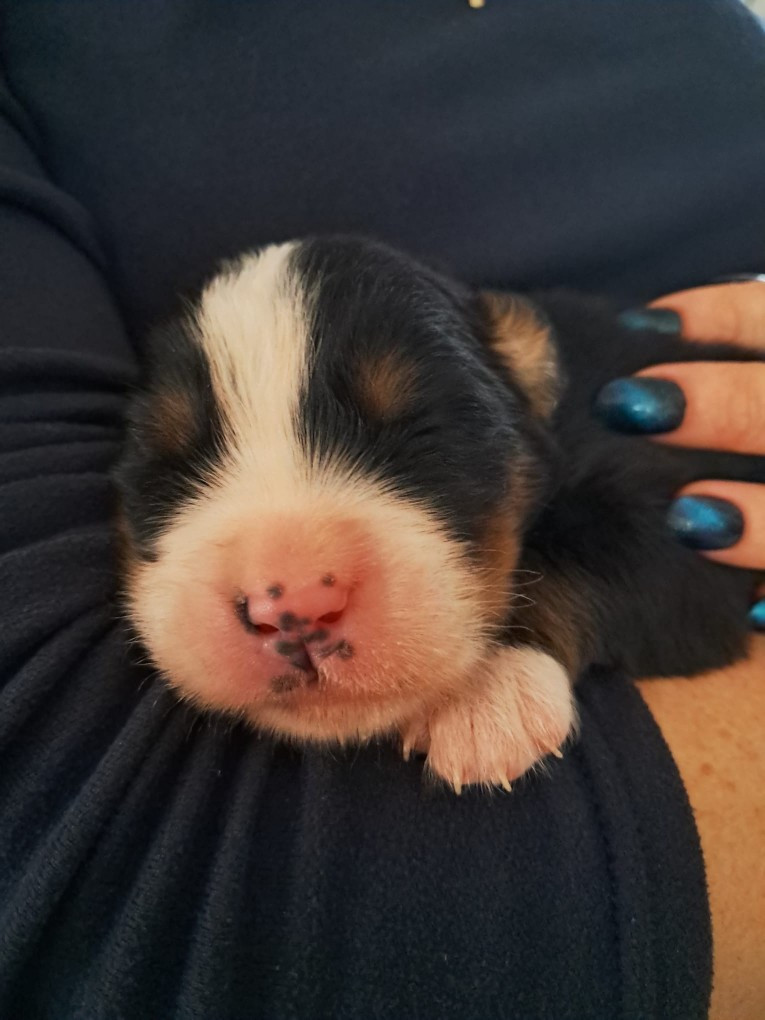 Du Royaume De La Vallée - Chiots disponibles - Bouvier Bernois