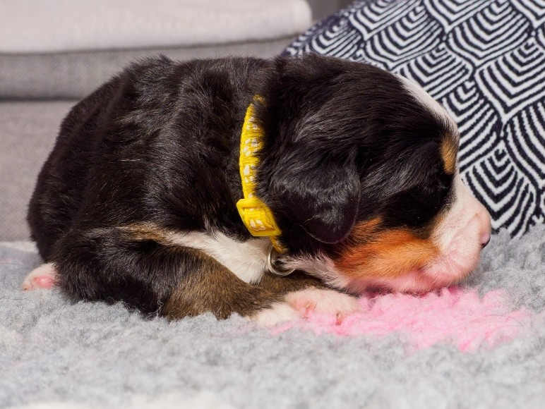 Du Royaume De La Vallée - Chiots disponibles - Bouvier Bernois