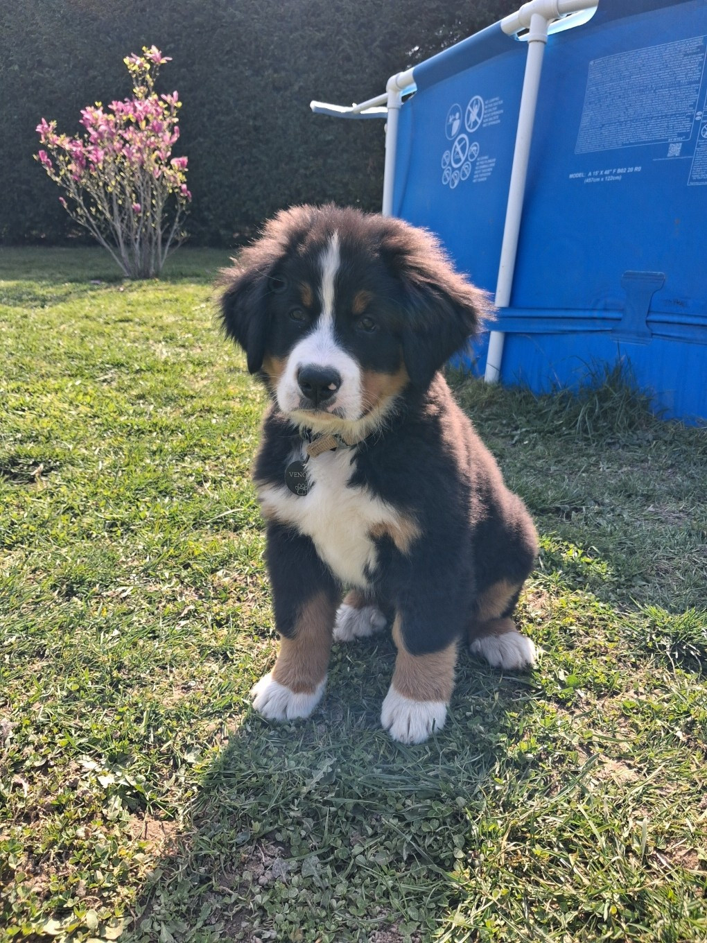 Du Royaume De La Vallée - Chiots disponibles - Bouvier Bernois