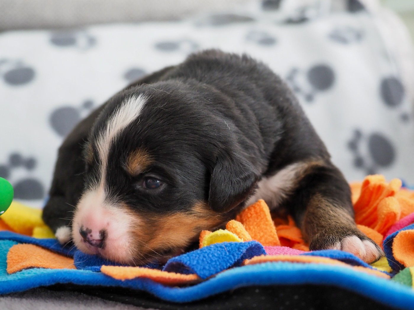 Du Royaume De La Vallée - Chiots disponibles - Bouvier Bernois