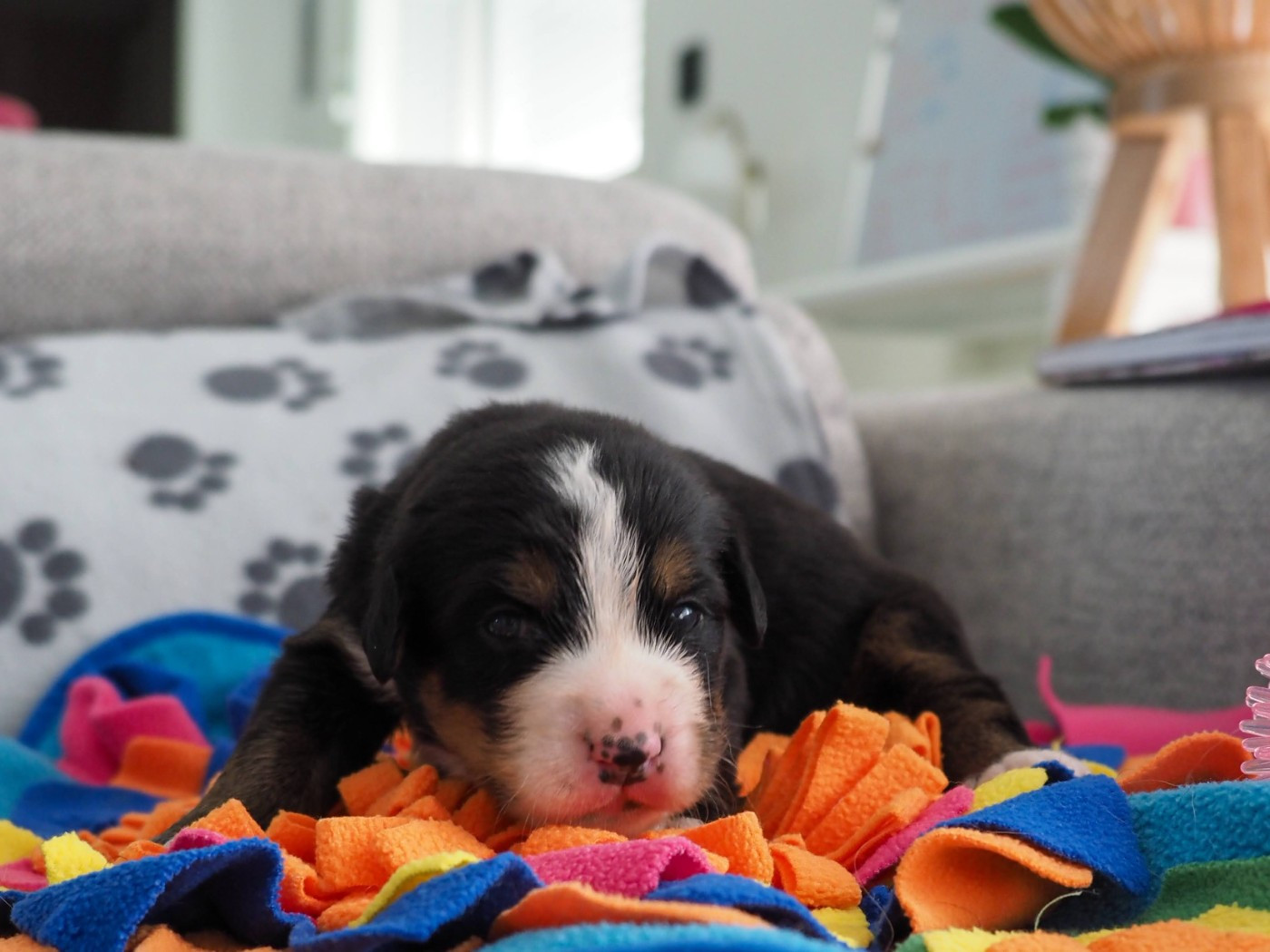 Du Royaume De La Vallée - Chiots disponibles - Bouvier Bernois