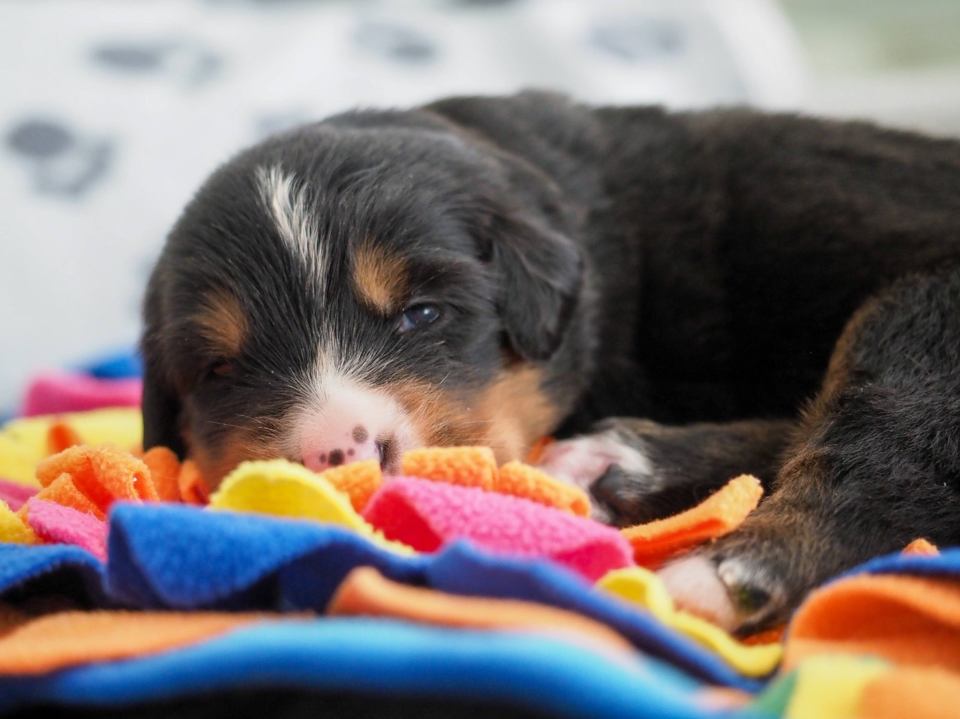 Du Royaume De La Vallée - Chiots disponibles - Bouvier Bernois