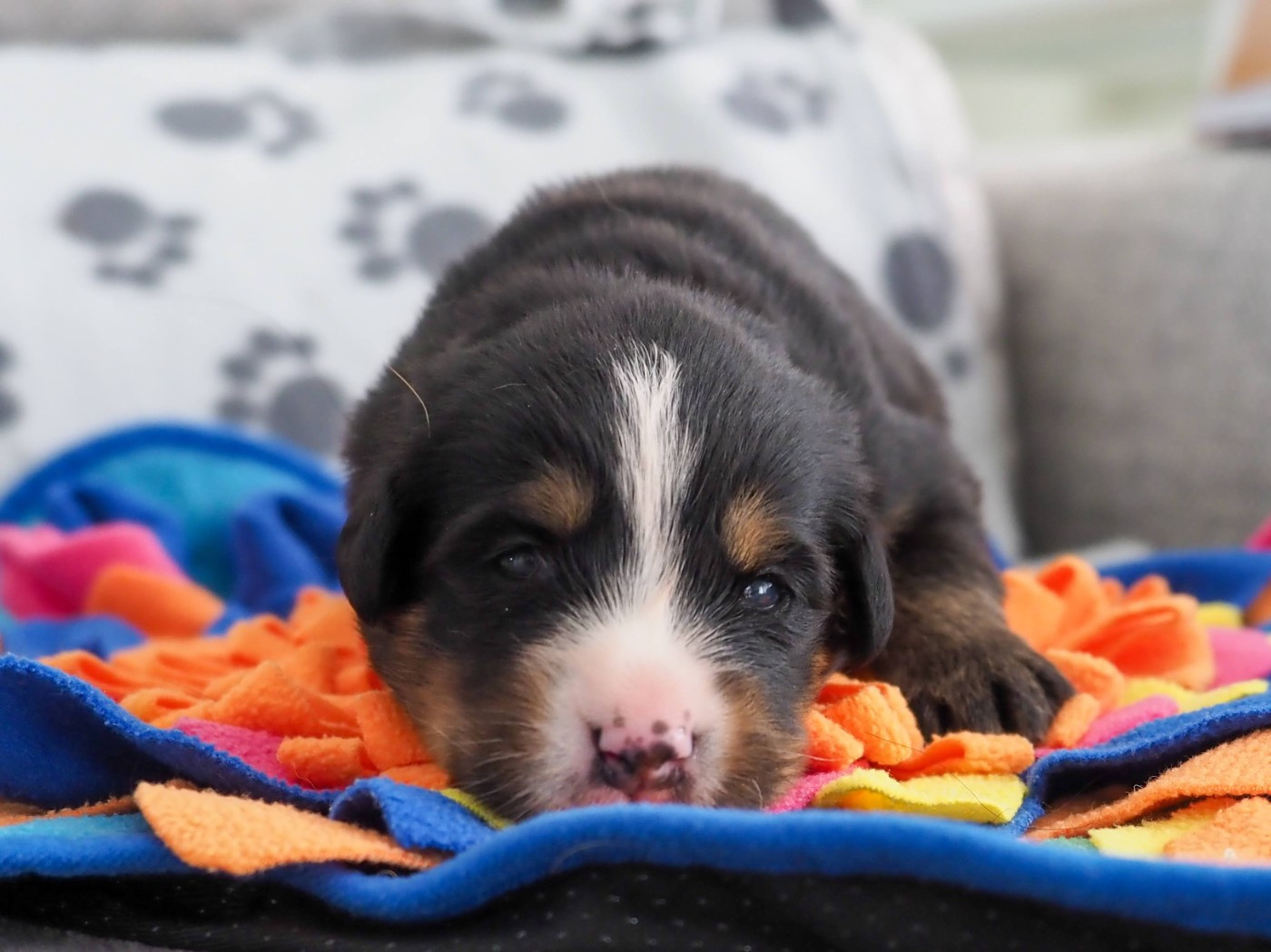 Du Royaume De La Vallée - Chiots disponibles - Bouvier Bernois