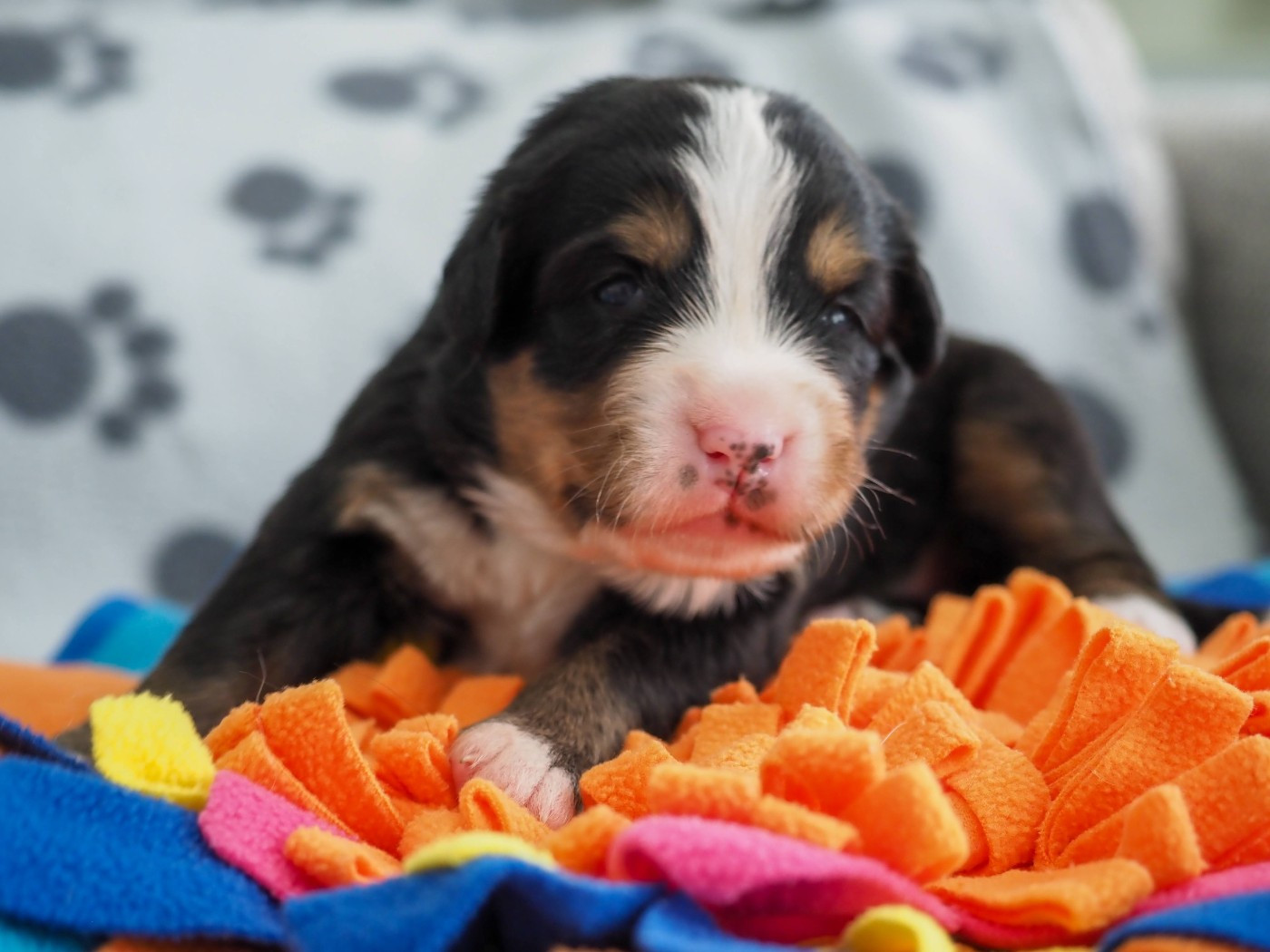 Du Royaume De La Vallée - Chiots disponibles - Bouvier Bernois