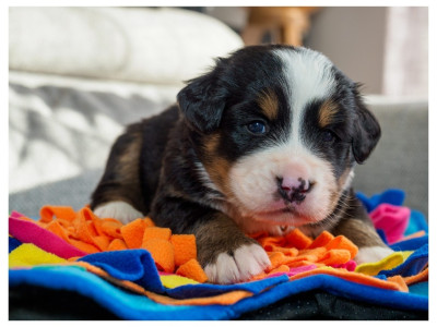 chiot collier orange